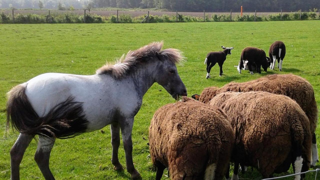 B & B Victors Hof, Met Zwemvijver In Landelijke Setting Lievegem Esterno foto