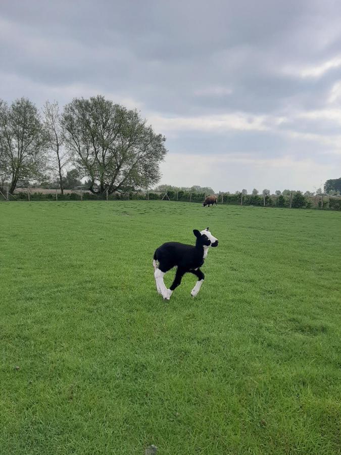 B & B Victors Hof, Met Zwemvijver In Landelijke Setting Lievegem Esterno foto