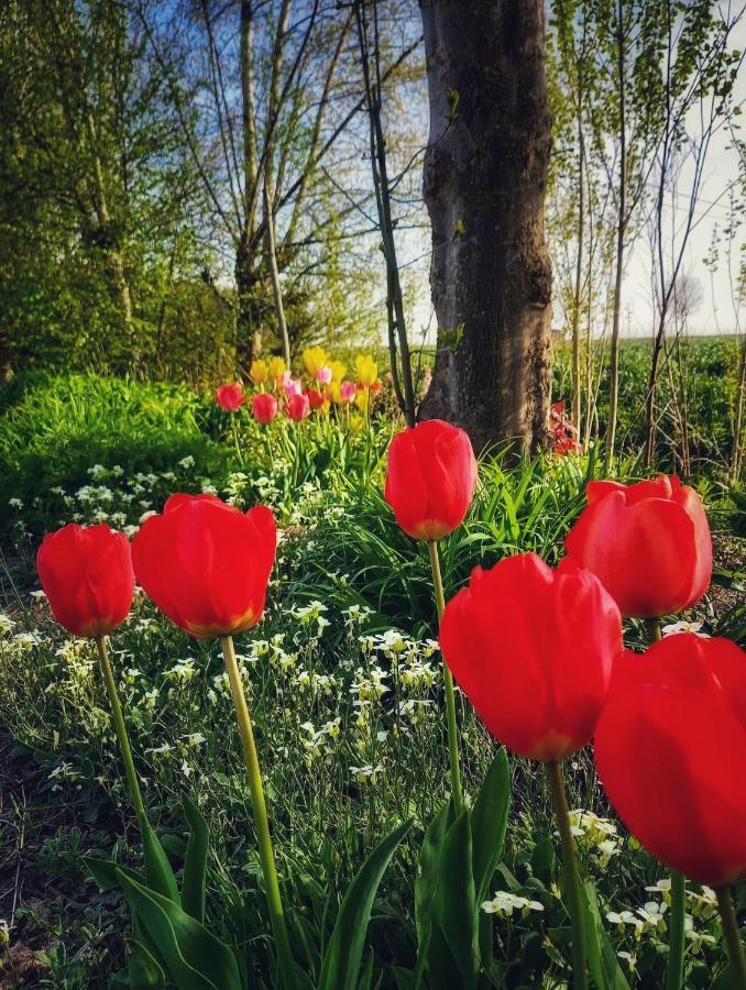 B & B Victors Hof, Met Zwemvijver In Landelijke Setting Lievegem Esterno foto